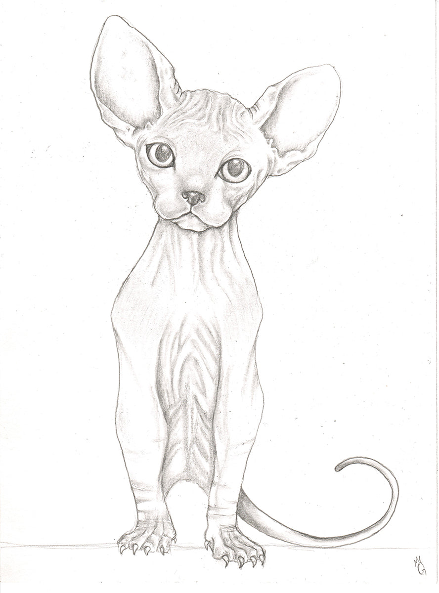 Original Art Hairless Cat 6x8 Original Pencil Drawing by Q Wood