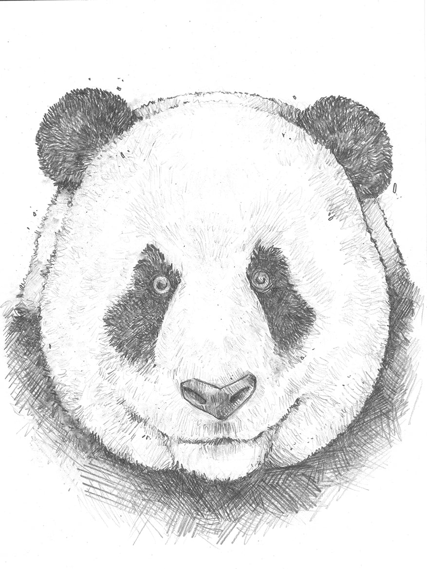 Original Art | Panda | 6x8 Original Pencil Drawing